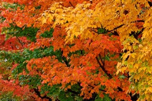 Automne 1