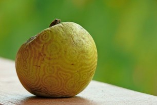 Pomme